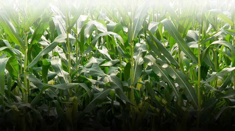closeup of corn stalks in field