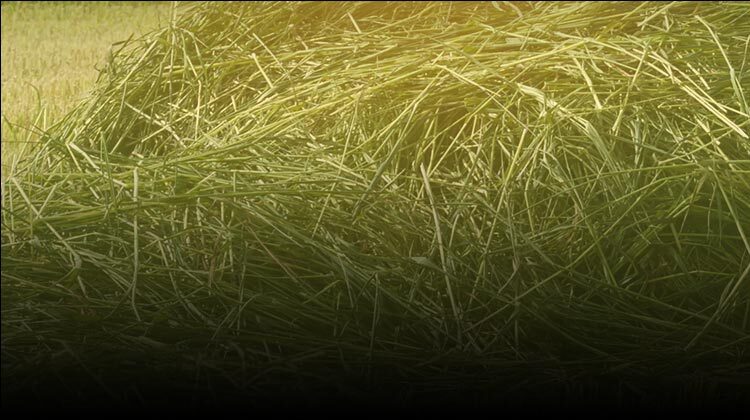 close-up of hay with black and gray overtones